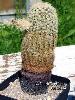 000_Echinocereus_pectinatus-01.jpg