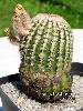 000_Echinocereus_reichenbachii-03.jpg