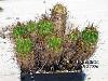 000_Echinocereus_roemerii-01.jpg
