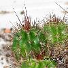 000_Echinocereus_roemerii-02.jpg