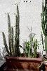 001b_Pachypodium_lamerii-01.jpg