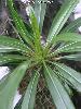 001b_Pachypodium_lamerii-02.jpg