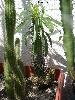 001c_Pachypodium_lamerii-03.jpg
