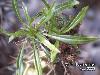 001c_Pachypodium_lamerii-04.jpg