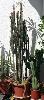 002_Euphorbia_trigona_Miller-01.jpg