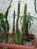 003_Bolivicereus_samaipatanus-01.jpg