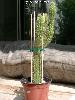 003_Bolivicereus_samaipatanus-02.jpg