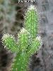 003_Bolivicereus_samaipatanus-03.jpg