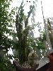 004_Opuntia_tuna_monstrosa-01.jpg