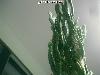 004_Opuntia_tuna_monstrosa-02.jpg