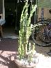 004_Opuntia_tuna_monstrosa-03.jpg
