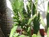 004_Opuntia_tuna_monstrosa-04.jpg