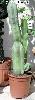 005_Myrtillocactus_geometrizans-01.jpg