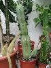 005_Myrtillocactus_geometrizans-02.jpg