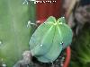 005_Myrtillocactus_geometrizans-03.jpg