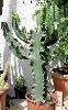 006_Euphorbia_candelabrum-01.jpg