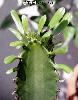 006_Euphorbia_candelabrum-02.jpg