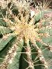 007_Ferocactus_glaucescens-01.jpg
