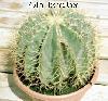 007_Ferocactus_glaucescens-02.jpg