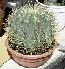 007_Ferocactus_glaucescens-03.jpg
