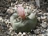 008_Lophophora_williamsii-04.jpg