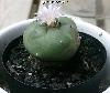 008_Lophophora_williamsii_decipiens-01.jpg