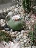 008_Lophophora_williamsii_decipiens-02.jpg