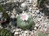 008_Lophophora_williamsii_decipiens-03.jpg