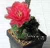 082_Gymnocalycium_baldianum-04.jpg