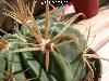 084_Ferocactus_latispinus_flavispinus-02.jpg