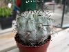 097_Acanthocalycium_glaucum-01.jpg
