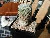 100_Turbinicarpus_pseudopectinatus-01.jpg