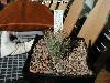 101_Turbinicarpus_pseudomacrochele-01.jpg