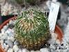 125_Echinofossulocactus_aerocanthus-01.jpg