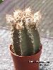 152_Echinocereus_subinermis_ochoterenae-01.jpg