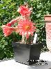 156_Echinocereus_huitcholensis-05.jpg