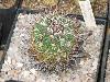 237_Echinofossulocactus_caespitosus-02.jpg