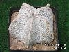 267_Astrophytum_coahuilense-01.jpg
