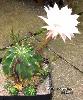332_Echinopsis_hybr_Blanka-01.jpg