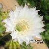 336_Echinopsis_hybr_xaa-02.jpg