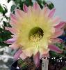 339_Echinopsis_hybr_Ines-03.jpg