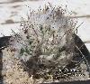 345_Turbinicarpus_gracilis_dickisoniae-01.jpg