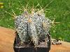 350_Astrophytum_ornatum-02.jpg