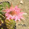 359_Echinopsis_hybr_Waltraut-02.jpg
