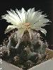 Coryphantha_calipensis-1.jpg