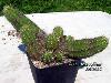 Echinocereus_scheeri-01.jpg