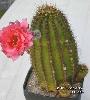 Echinopsis_hybr_Aurora-01.jpg