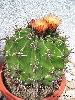 Ferocactus_xxa-0.jpg