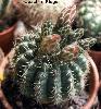 Gymnocalycium_baldianum-1.jpg