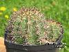 Heliathocereus_crassicantus-01.jpg